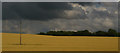 Wheat field and woodland belt near Little Barford in Little Barford