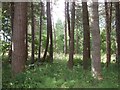 Cullernie Wood in IV2 7JT