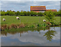 Sheep grazing next to the Stratford-upon-Avon Canal in B95 5EL