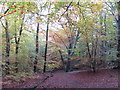 Burnham beeches, leaves changing colour in SL2 3JX