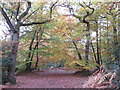 Trees in autumn, Burnham Beeches in SL2 3JX