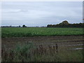 Crop field off East Gate in PE12 0BT