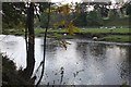 The River Tweed at Eshiels in EH45 8NQ