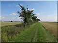 Footpath from Great Wilsey Farm in CB9 7NR