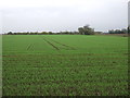 Young crop field off Kingsgate (B1359) in PE12 0DA