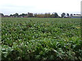 Crop field off Charter's Lane in PE12 9JW