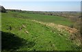 Field west of Chedington in DT8 3JB