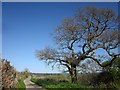 Oak by Chedington Lane in DT8 3HL