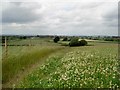 Clover field near Chaddesley Wood in DY10 4RA