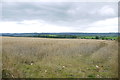 Wheatfield near Deerhams Farm in EX13 7UB
