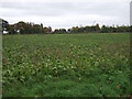 Crop field off Bridge Farm in PE12 9QB