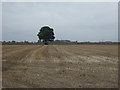 Stubble field and tree near Sutton Bridge in PE12 9QA