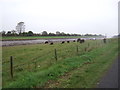 Grazing beside the River Nene in PE12 9QB