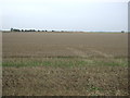 Stubble field near Home Farm in PE34 4HL