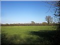 Field, Lower Halstock Leigh in BA22 9SF