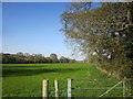 Field, Lower Halstock Leigh in BA22 9SJ