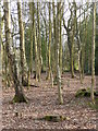 Birch trees in woodland at Harlow carr in HG3 1QL