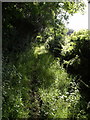 Hawkchurch Bridleway 14 in EX13 5XL