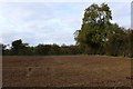 Ploughed Field at Gallow Green in YO7 3RR