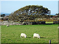 Pasture south of Tal-y-bont in LL43 2AG