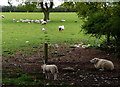 Sheep next to the Stratford-upon-Avon Canal in B95 6LA