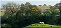 Sheep on knoll with trees and fields beyond in DL17 9BP