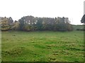 Grazing and woodland near Cleasby in DL2 2QY