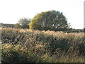 Willow at Preston Reservoir in EH49 6QW