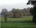 On the Kingston Lacy Estate in Pamphill