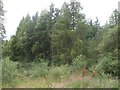Newmore Wood in IV18 0LH