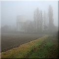 Great Gransden: water tower and poplars lost in mist in SG19 3RJ