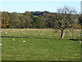 Field with sheep near Shelly Bridge in NE61 4NJ