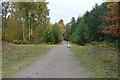 Track, Bedgebury Forest in TN17 2SJ