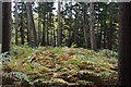 Bracken in Bedgebury Forest in TN17 2SJ