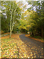 Autumn colours along St Leonard's Lane, Mitford in NE61 3PJ