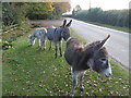 South Gorley, donkeys in SP6 2PR