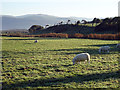 Grazing on Morfa Borth in SY24 5NA