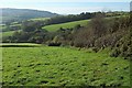 Field boundary, Denhay Hill in DT6 5NW