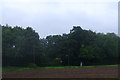 Woodland near The Old Rectory in IP22 5UX