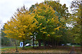 Autumn trees outside Potters Heron Hotel in SO51 9ZF