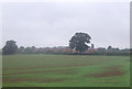 Field towards Burston in IP22 5UD