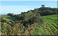 Path approaching Colmer's Hill in DT6 6AQ