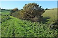 Footpath near Symondsbury in DT6 6AQ
