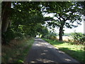 Minor road beside Steppingley Copse in Steppingley
