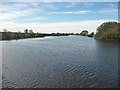 Swan on the River Aire at Kellington Marsh in DN14 0NR