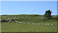 Sheep on Bin Hill in AB52 6NP