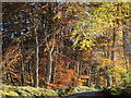 Beech trees bordering the minor road from Munlochy to North Kessock in IV8 8NY