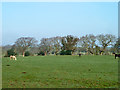 Field with horses in TN39 4QP