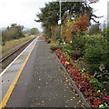 Flowerbed on Caersws railway station in SY17 5HH