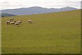 Sheep and the distant Malvern Hills in WR8 9EE